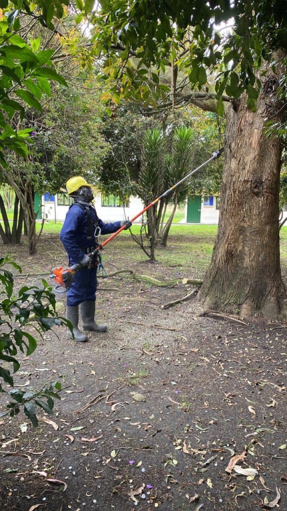Fotografía de persona realizando la poda de un árbol
