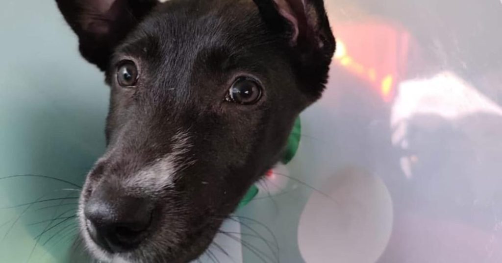 fotografía perro negra